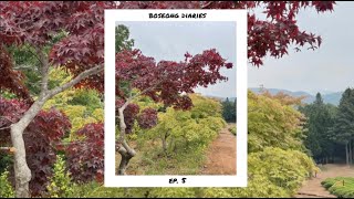 Boseong Diaries Ep. 5 Visited The Daehan Dawon Green Tea Plantation