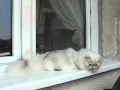 Stefilla Karl Lagerfeld - 9 month old silver shaded persian male