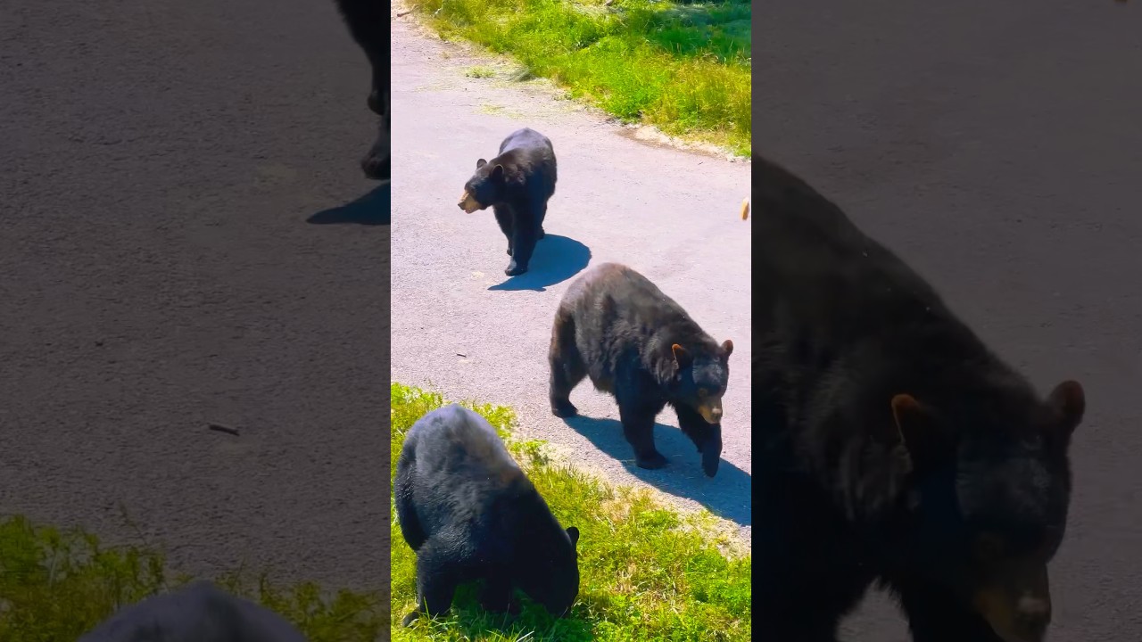 One of the Best Parks in the United States to See Bears- Yellowstone Bear World