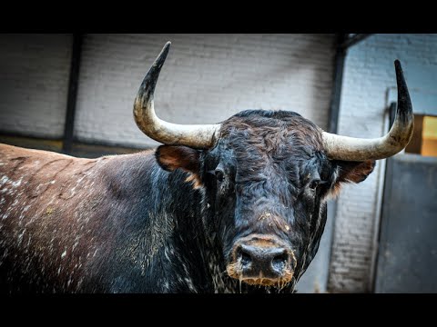 SORTEO | Corrida de toros 8 octubre, Victoriano del Río y Jandilla
