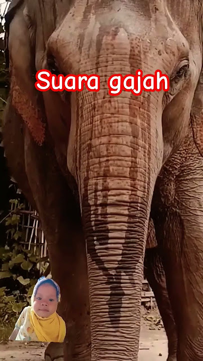 Beginilah suara gajah #shortvideo
