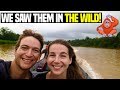 Kinabatangan River Cruise Experience & Jungle Trek (ORANGUTANS IN THE WILD!) | Malaysia Travel