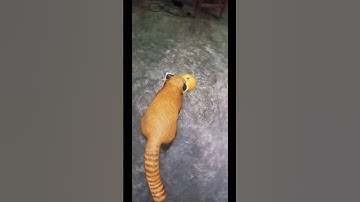 Red panda playing.3D model.