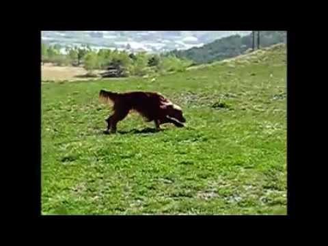 Irish Setter 　アイリッシュセター無垢　ダボスの丘　疾走.mp4