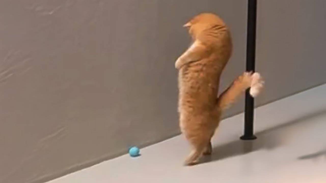 Hilarious Animal Will Make You Smile #52