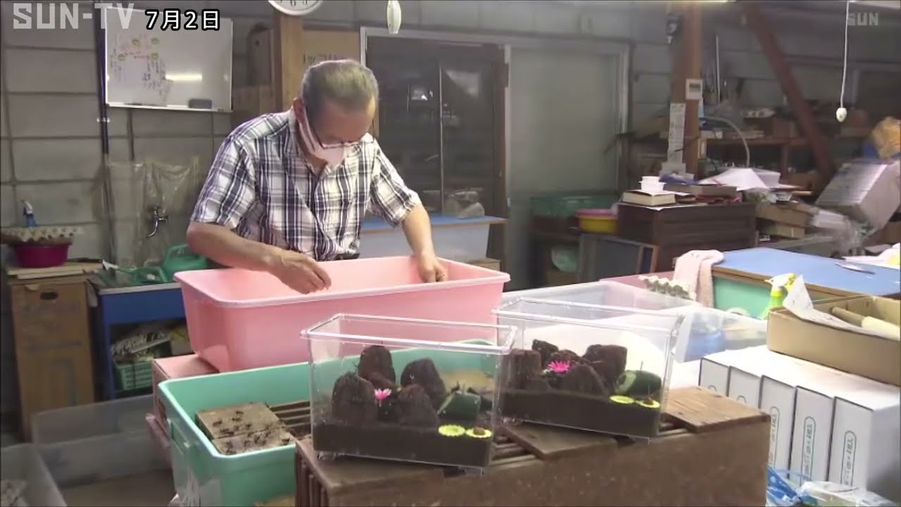 涼しげな音色をお届け 上郡町でスズムシの出荷最盛期 - YouTube
