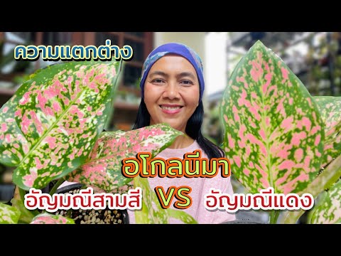 วีดีโอ: ม้าพันธุ์แองโกล-อาหรับฝรั่งเศส ปลอดสารก่อภูมิแพ้ สุขภาพและอายุขัย