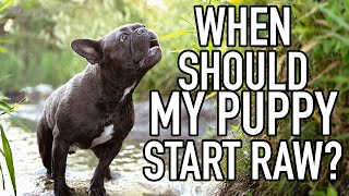 Can You Feed RAW Dog Food To French Bulldog Puppies | When To Start by My Pawesome Frenchie 33,773 views 3 years ago 10 minutes, 12 seconds