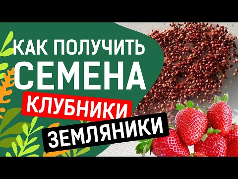 Видео: Можно ли собрать семена клубники - Как сохранить семена клубники для посадки