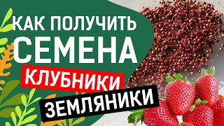 ЛУЧШИЙ СПОСОБ СОБРАТЬ СЕМЕНА ЗЕМЛЯНИКИ!!!