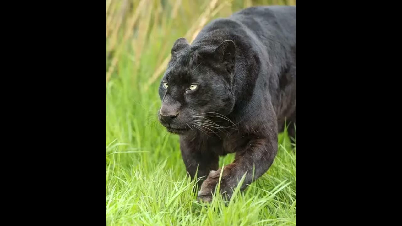 чёрны лиопард - YouTube