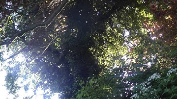 Swarm of gnats flying around with dark trees background 2 ROYALTY FREE VIDEO FOOTAGE : NO FEE