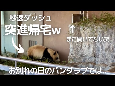 その時 楓浜は..お別れの日も笑いの天使❤小暴れ爆速帰宅😂癒しレベル高すぎる子パンダ🍁