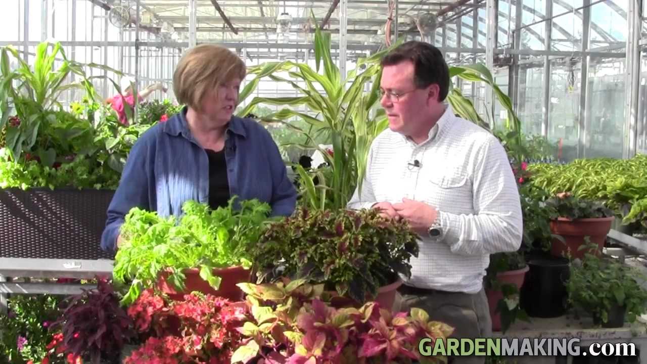 New Plants for 2012 in Guelph greenhouse YouTube