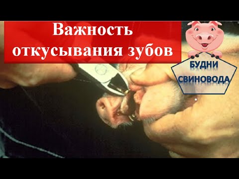 Как зачем и почему нужно удалять зубы у поросят// послеродовая терапия ...
