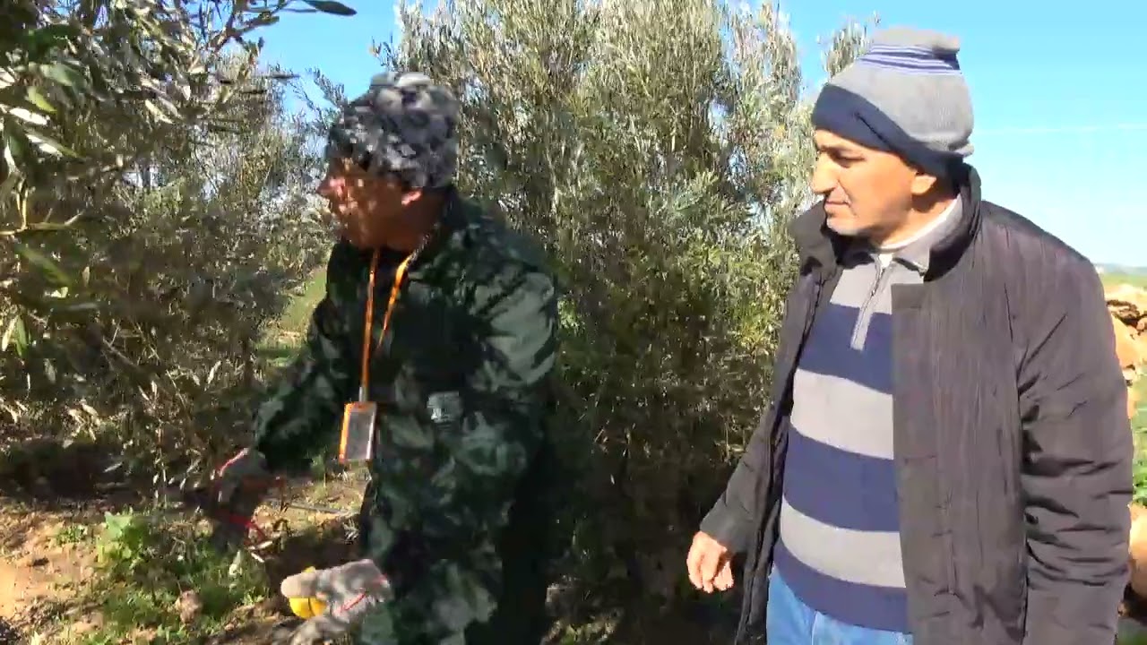 تقليم أشجار الزيتون الحوزية مع إزالة الأغصان التي تعدت 3 سنوات من منطقة ولاد فرج