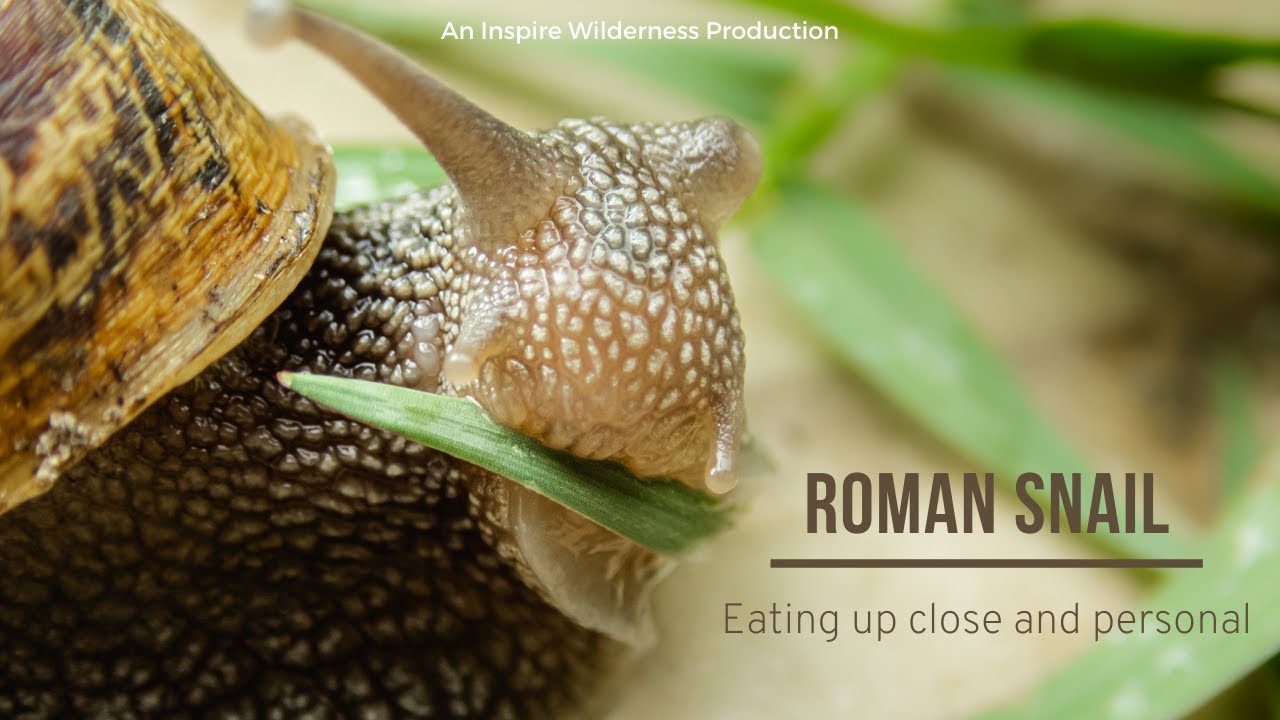Roman Snail Eating, Up Close and Personal | Inspire Wilderness