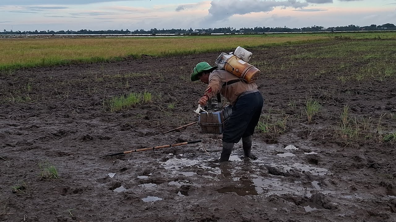 Nay đi tét cây 14f thử nha anh em ơi, ếch cá đầy rủ nha