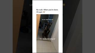 Ball makes him happy, therefore he thinks it’ll make you happy