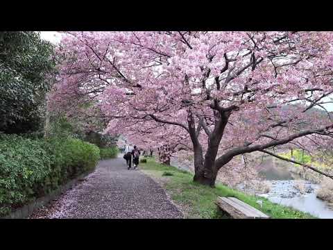 Video: Thaum cherry blossoms