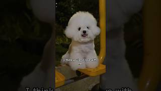 I love you ❤️ #dog #dogshorts #dogvideos #cutedog #cutepuppy #puppy #cuteanimals #cutepets #pets