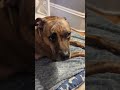 #trend #viral #yosho #songlyrics #dog #cute #pets #pet #fyp #fypシ