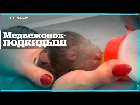 Video: Zooloģiskais dārzs Monako