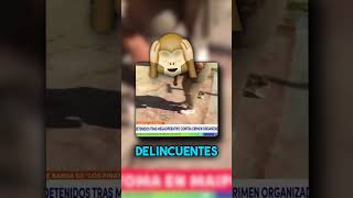 Un Gatito roba el protagonismo en noticiero mientras atrapan ladrones en vivo 😱🤔 #Shorts
