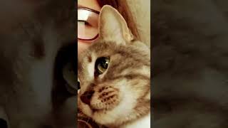 Snuggle Kitty!!