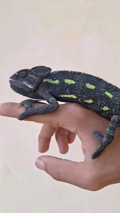 لقيت حرباية زراعية !