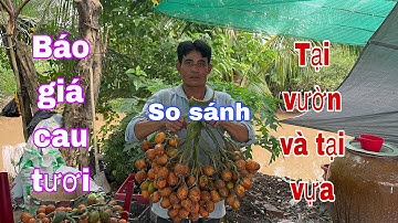 Báo giá cau tại vườn và tại vựa. Quá ngon.