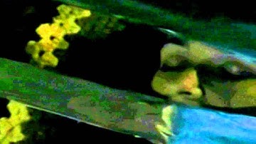 The JOKER x Jamie Lloyd [SILENT IN MY SANITY MEP] -PART 5-