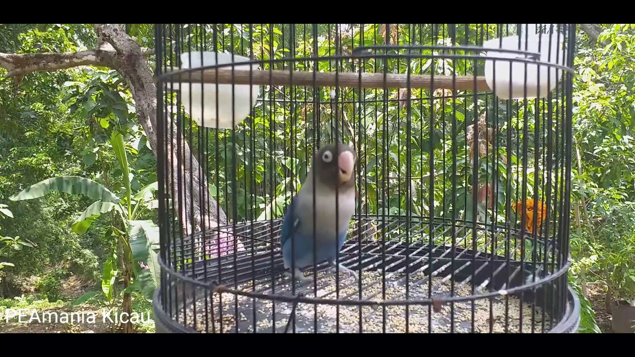Lovebird ungu violet konslet masih bahan 