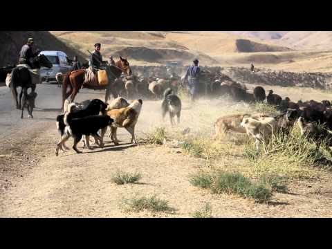 A dogfight between Tajik shepherd dogs from two different flocks