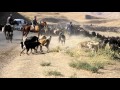 A dogfight between Tajik shepherd dogs from two different flocks