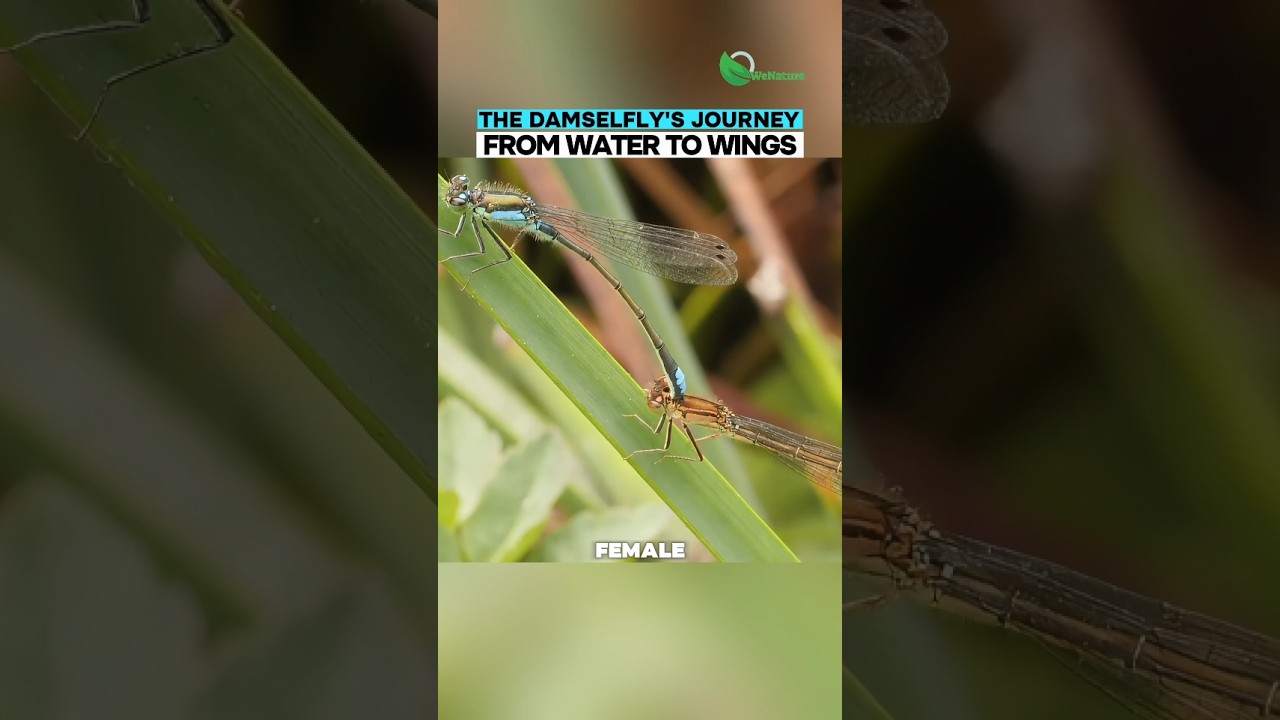 Dancing in the Sky: The Life Cycle of a Damselfly 