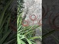 Set of 3 Rustic Metal Ring Finials Geometric Yard Stakes & Modern Outdoor Decor #metal #garden #art