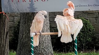 Salmon Crested (Moluccan) Cockatoo & Umbrella (White) Cockatoo