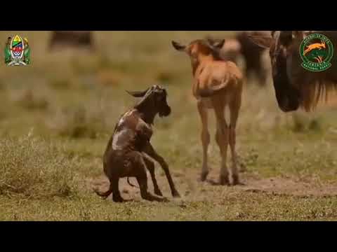SERENGETI Ni Msimu Wa Nyumbu Kuzaa Kusini Mwa Hifadhi Ya Taifa Serengeti