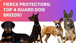 Top 4 Guard Dog Breeds: Boxer, German Shepherd, Doberman, Rottweiler #guarddog #dogs #pets by Dogs in Facts 114 views 9 months ago 5 minutes, 20 seconds