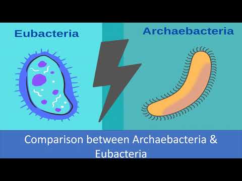 آرکی بیکٹیریا اور یوبیکٹیریا کے درمیان موازنہ