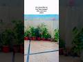 #viral #plants #mrbeast #rawalpindi #nature