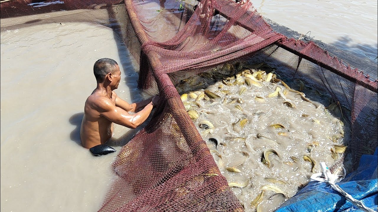 Cận cảnh kéo lưới thu hoạch cá trê vàng rặc hầm cá hơn năm tháng nuôi 