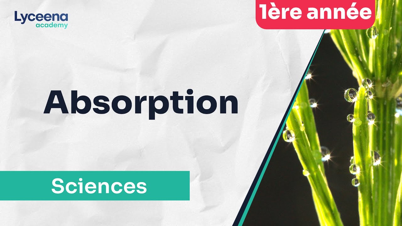 1ère année secondaire | SVT | Absorption