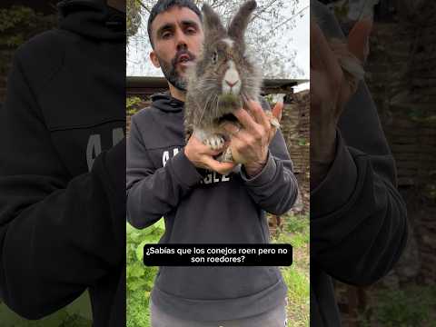 ¿Sabias que los conejos roen pero no son roedores? 🐰🐇