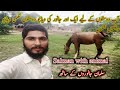 Beautiful Horse New Video خوبصورت گھوڑے کی نیو وڈیو Salman With Animal سلمان جانوروں کے ساتھ