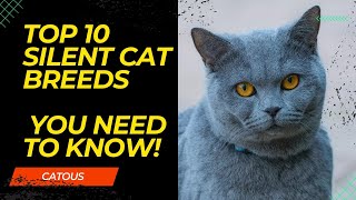 Top 10 Silent Cat Breeds You Need to Know! Top 10 Silent Cat Breeds You Need to Know!