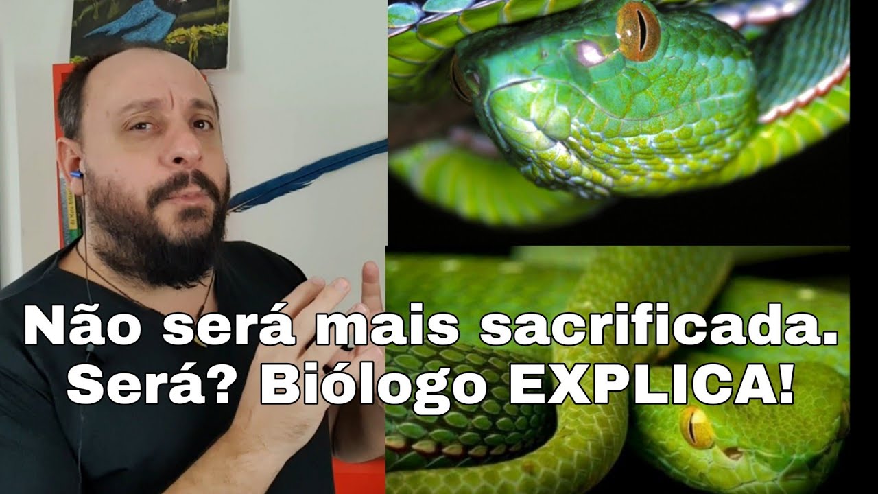 Descartado o sacrifício da Víbora Asiática? Será mesmo? Biólogo das Serpentes