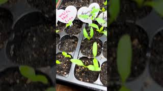 Soil garden 2024, lets gooooooo #plc #hotpeppers #gardening by Hunter Young 27 views 2 months ago 3 minutes, 15 seconds