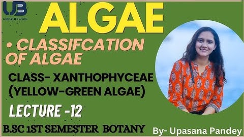 XANTHOPHYCEAE | Classification of Algae | BSc 1st Semester Botany